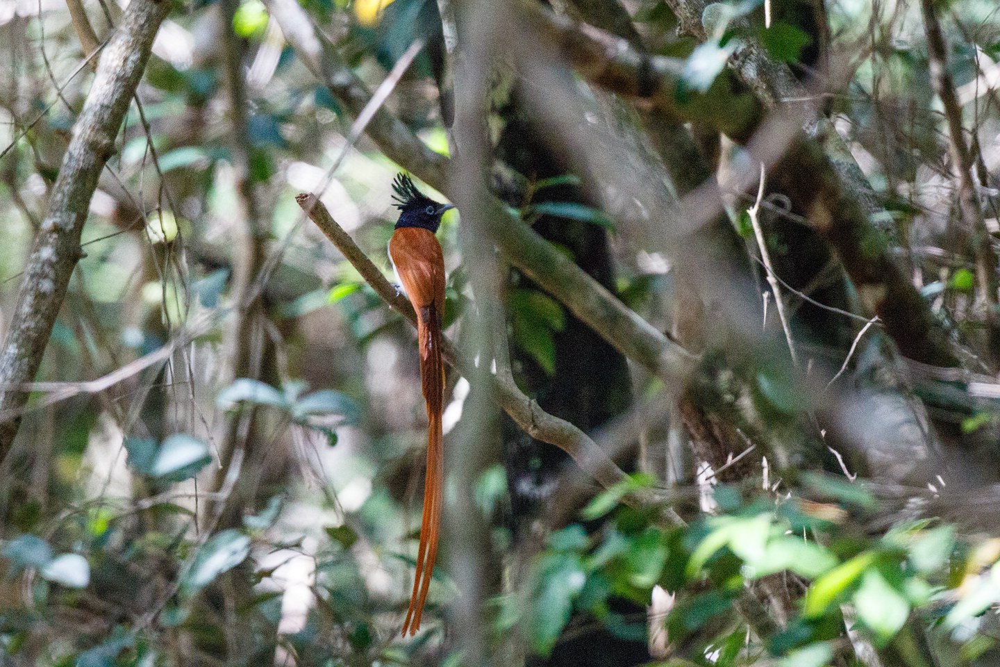 Asiatischer Paradiesschnäpper